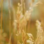 Le PETR lance un marché public passé en procédure adaptée « Finalisation de la Révision du Schéma de Cohérence Territoriale du Cambrésis »